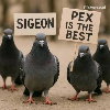 sigeon pex